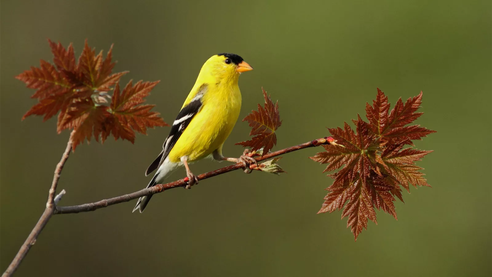 Bird on a maple branch